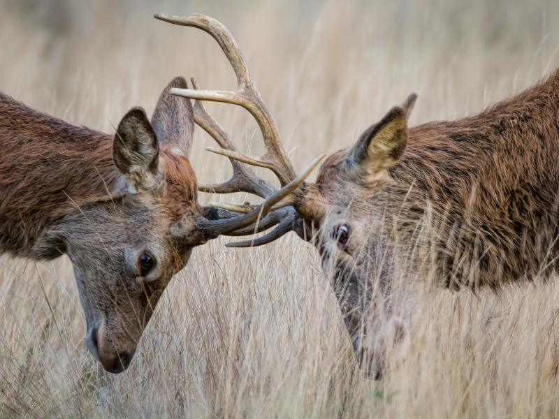 How to Mindfully Navigate Disagreements and Arguments