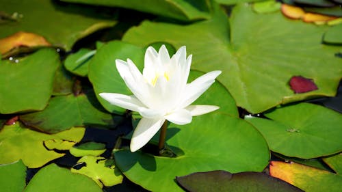 Free White Water Lily Flower in Bloom Stock Photo